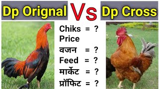 Desi Dp Vs Desi Dp Cross Murgi Palan, Gavran Kukut Palan, Desi Murgi Farm, Desi Murgi Palan