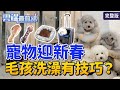 【雲端最前線】第975集：【過年特企】毛孩如何吃得澎湃健康 整理美美過好年？ 帶毛孩走春去！這些必備用品準備好了嗎？│寵物 美容│羅以婷 劉淑蕙 李昇旭 鄧皓仁