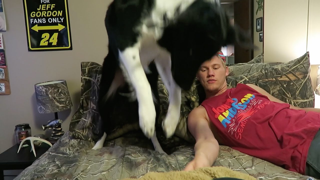 DOG ATTACKS BED BUGS!!!