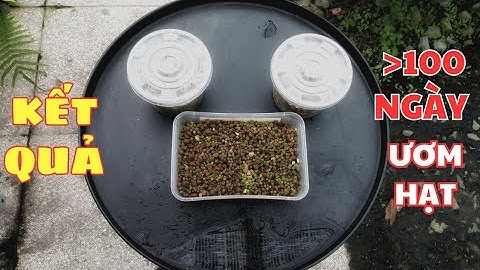 Kết Quả Sau Hơn 100 Ngày Ươm Hạt Giống Xương Rồng