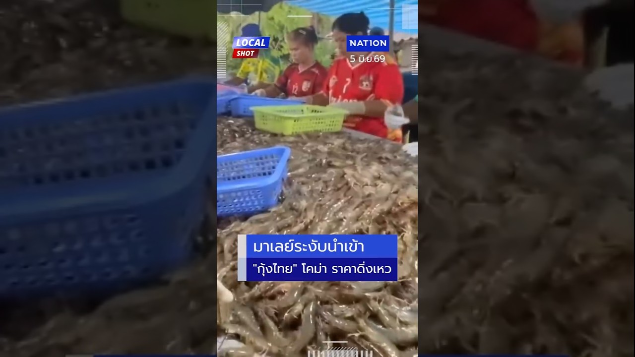 มาเลย์ระงับนำเข้า กุ้งไทย โคม่า ราคาดิ่งเหว | Local Shot