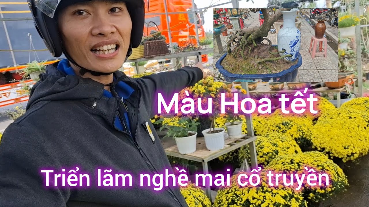 Triển lãm hoa mai làng nghề cổ truyền Bình Định , và ngập tràng màu mùa xuân .  #huyhuytranpro