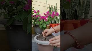 Propagation Bougainvillea From Cuttings. 11 Months Growth update. #bougainvillea #propagation