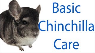 How to Care For a Chinchilla | Kailey's Pet Care