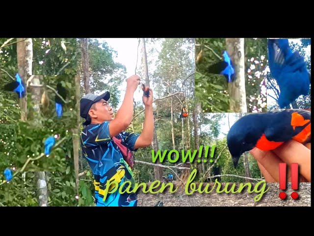 BENER-BENER EDAN‼️MIKAT DI PINGGIR HUTAN,PANEN BURUNG MANTENAN,CUCAK BIRU DAN SLENDANG BIRU class=