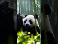 Pandas: ¿Qué Comen? 🐼