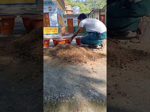 #Strawberry planting#gps giana#shorts