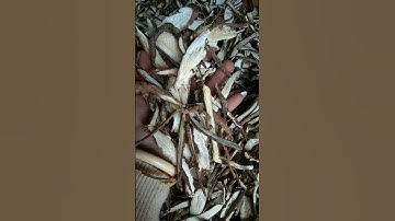 hà thủ ô trắng trị tóc bạc