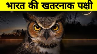 उल्लू के बारे में रोचक तथ्य ||owal (bird) facts in hindi || उलू के फायदे /#yt_fact -episode-01