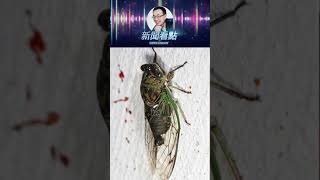 毛新宇猝死引關注！蟬病毒來襲，疫苗災難愈演愈烈？ #新聞看點 #李沐陽