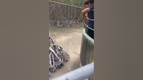 Cho cá Sấu ăn ở khu Rừng Sác Cần Giờ TPHCM...