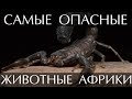 Самые опасные животные Африки