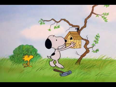 Wideo: Jak nazywają się żółte ptaki na snoopy?