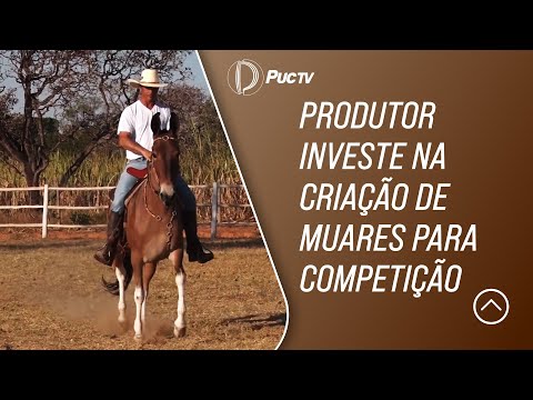 Produtor investe na criação de muares para competição