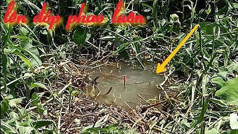 Câu ổ cá rô khủng, thả xuống là ăn không kịp giật | Câu cá ổ T149