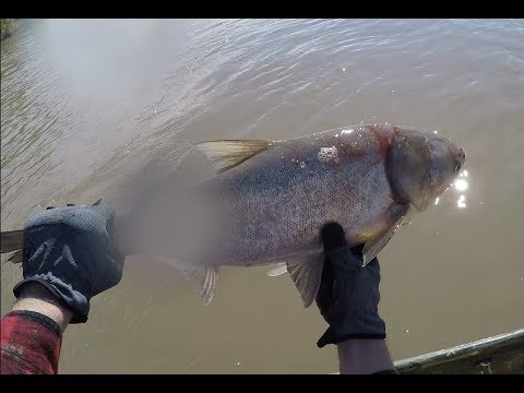 Asian Carp Jumps into Boat on Kansas River - YouTube