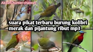 Suara pikat burung pijantung ribut kombinasi kolibri merak mp3