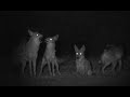 Urban Coyote Pack Howling (@coyotecams)