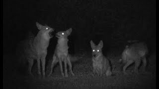 Urban Coyote Pack Howling