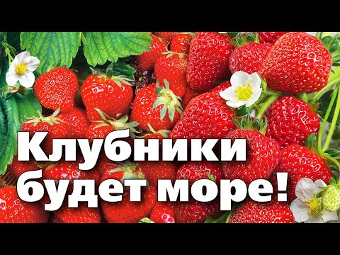 ОБРАБОТАЙТЕ КЛУБНИКУ ВЕСНОЙ ИМЕННО ТАК!