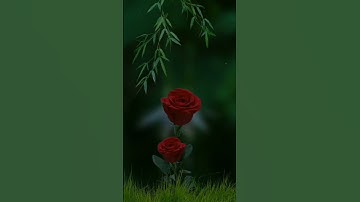 تلاوة خاشعة للقارئ شريف مصطفى سورة(نور) آية 35