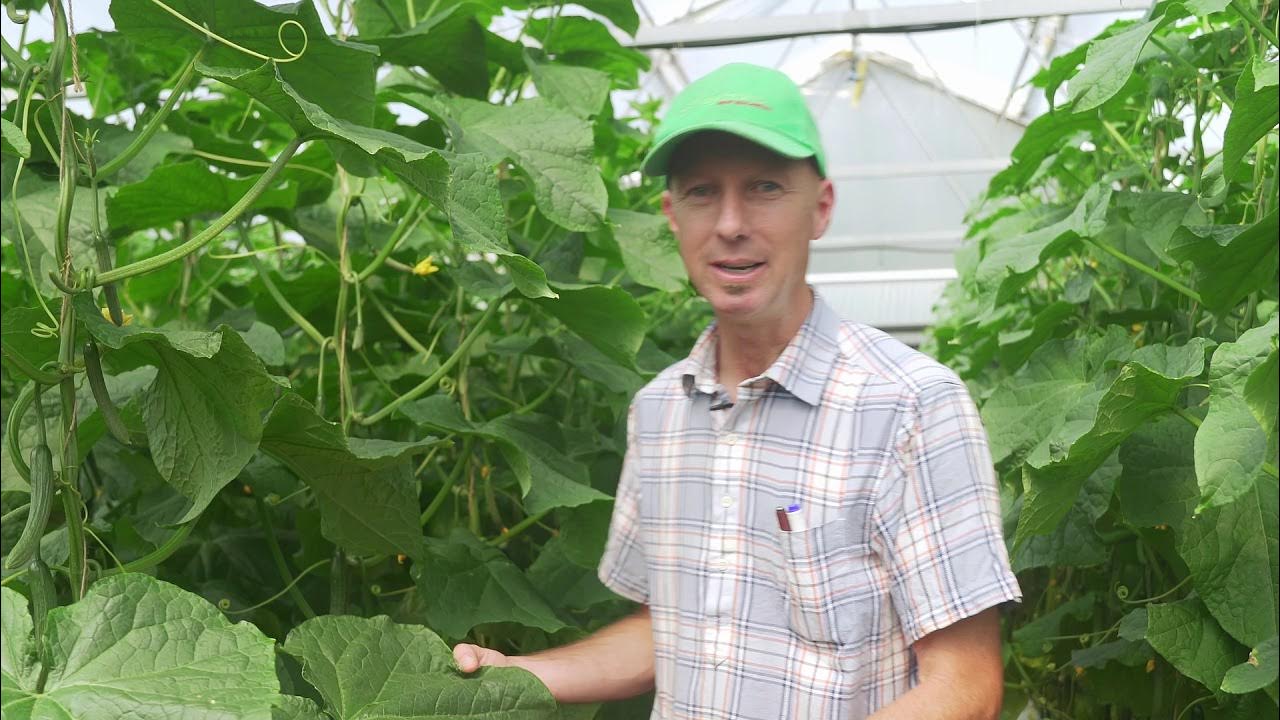 Growing telegraph cucumbers in NZ YouTube