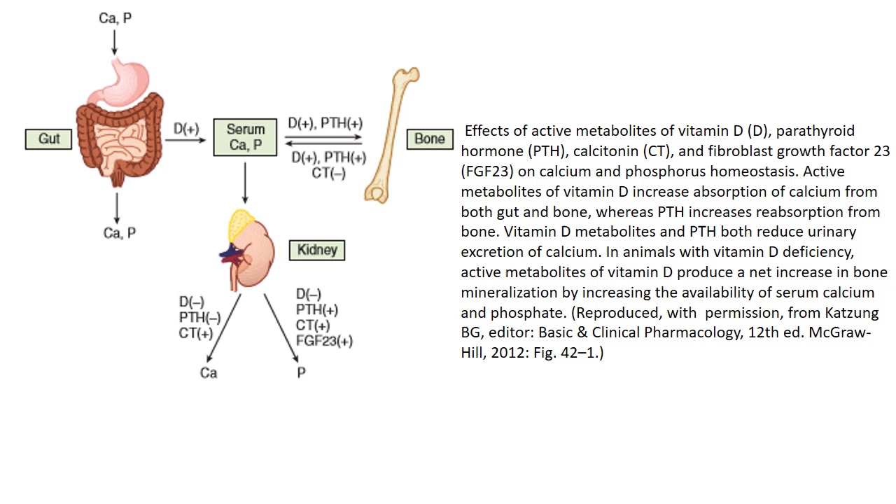 Agents that affect bone mineral homeostasis - YouTube