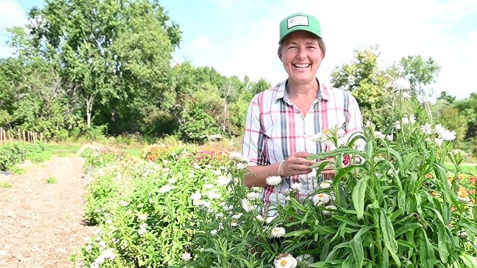 How to Grow: Strawflowers — Three Acre Farm