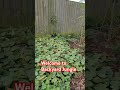My backyard jungle.#backyard #jungle #backyardgarden #sweetpotatoes  #eatwhatyougrow #vegetable