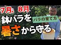 【バラの育て方】鉢バラを暑さから守る対策！（2020/7/13）