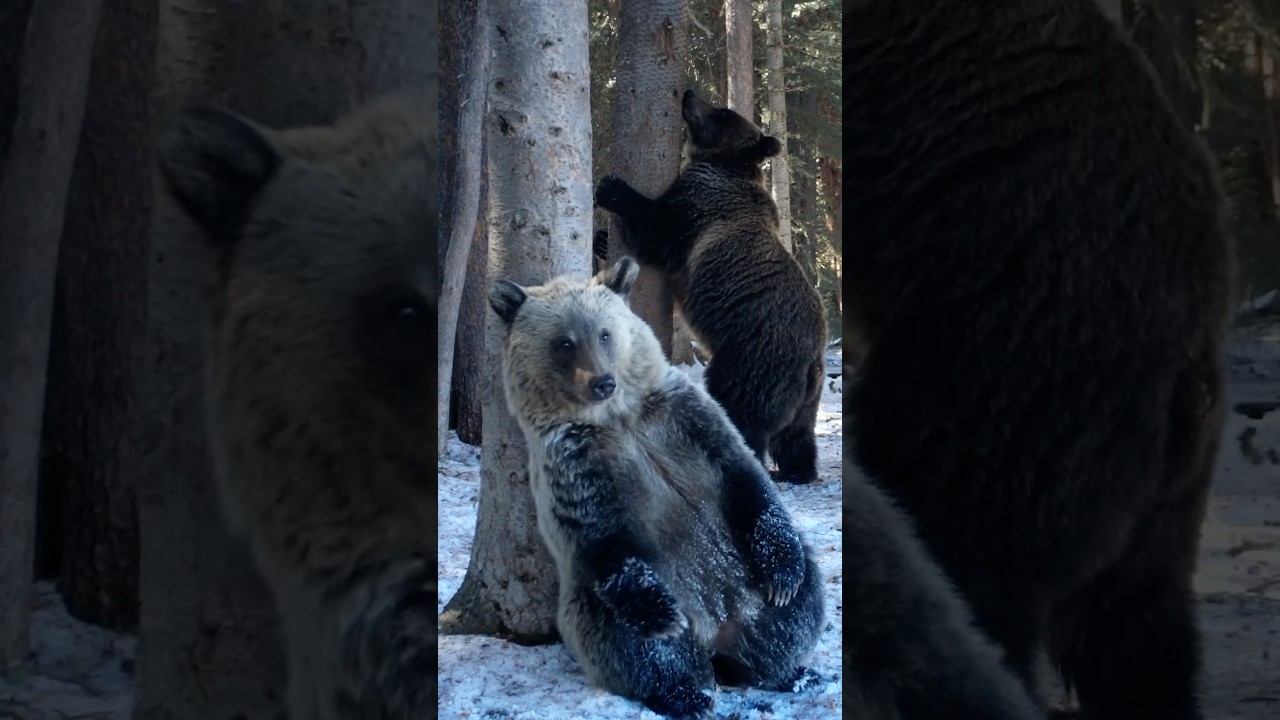 Grizzly Bear Secrets