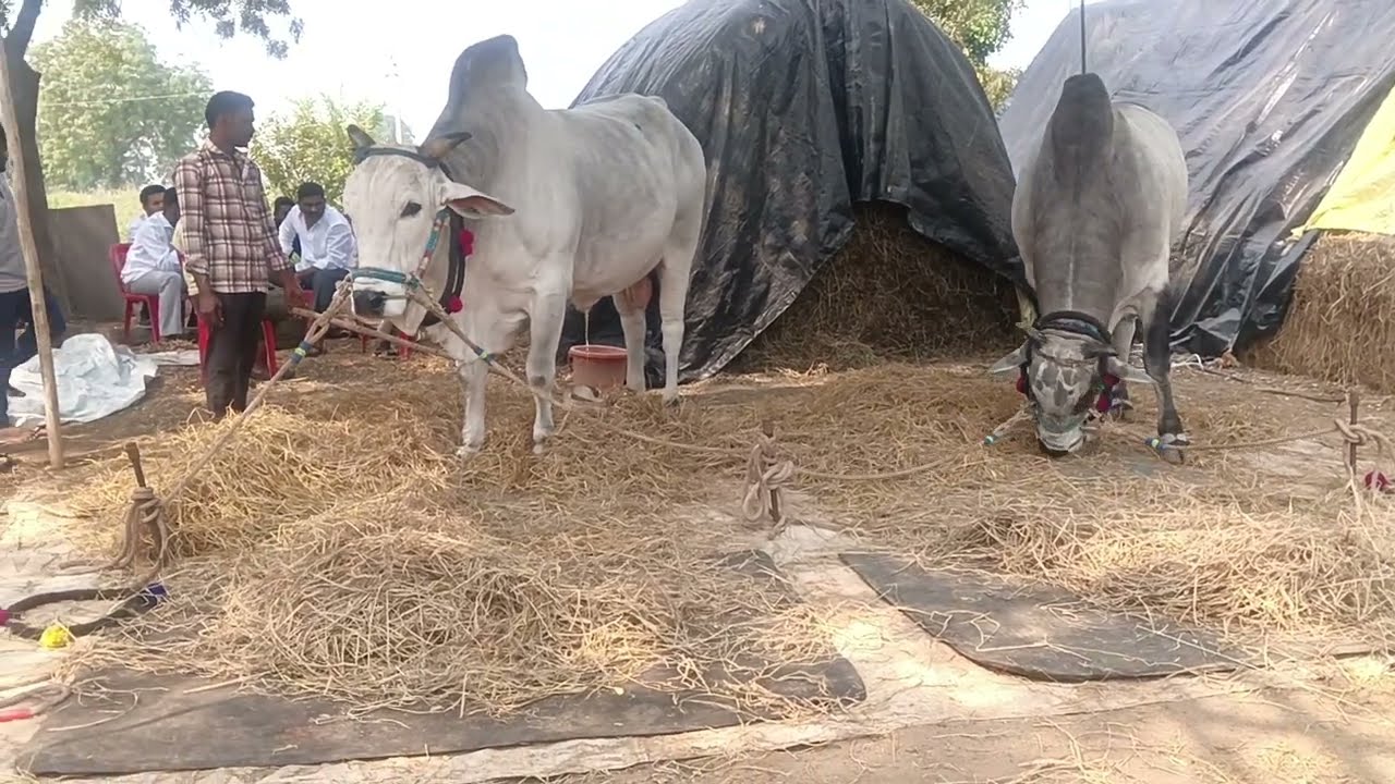 ✨✨వెదురూరు సీనియర్ విభాగానికి MCOR BULLS కారంజయ, అహోబిల జత రావడం జరిగింది 🌟🌟 