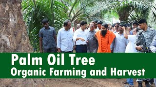 "Palm Oil Tree" Organic Farming and Harvest at East Godavari, Andhra Pradesh | Patanjali Ruchisoya