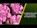 ЛЕТНЕЕ И ОСЕННЕЕ РАЗМНОЖЕНИЕ ГОРТЕНЗИЙ: 100% РЕЗУЛЬТАТ И НИКАКИХ СЛОЖНОСТЕЙ!