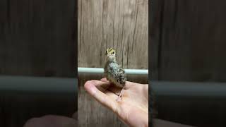 Птенец дикого перепела голос. Baby quail calling. Bedana sayrashi.