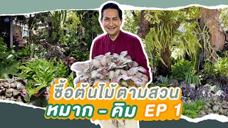 แหล่งซื้อต้นไม้ ตามสวนเรือนหอหมาก-คิม