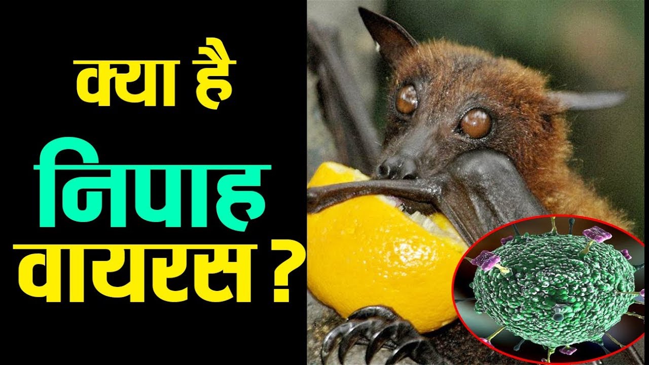 जानिए क्या है केरल में दहशत फ़ैलाने वाला NiPah Virus nipah virus treatment