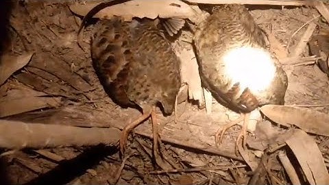 yos hav zoov tua yij qaib qus pw chaw