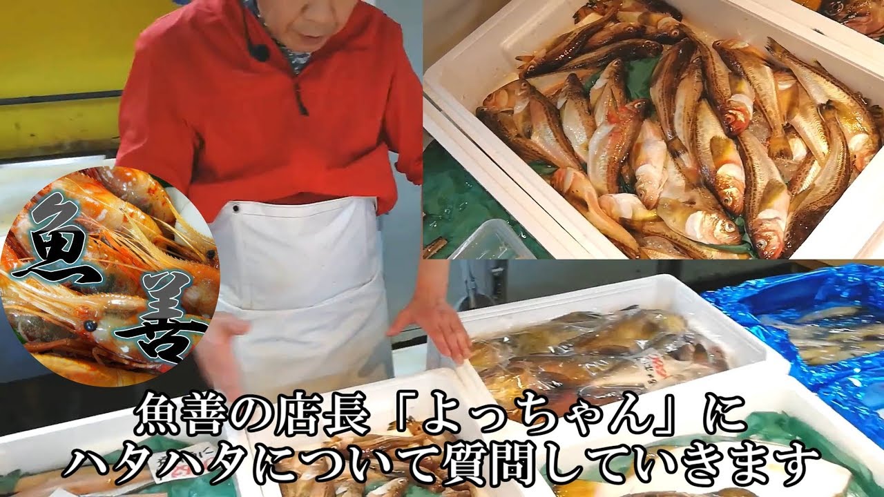 鰍 カジカ の捌き方 魚善 Youtube 鰍 カジカ の捌き方 魚善 Youtube
