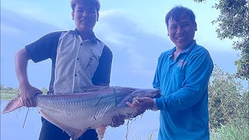 Câu cá tra bị cá tra câu lại #camr3 #camr1 #camr2