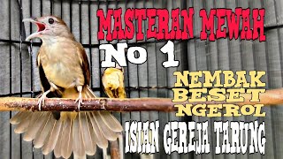 Masteran Kapas Tembak Gacor Full Isian Gereja Tarung, Nembak Kasar Materi Mewah