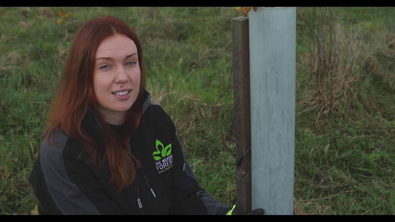 Maintaining and removing tree shelters on your woodland in the first few years of establishment