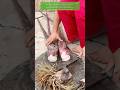 The sound of cutting taro stems #agriculture #farming #asmr