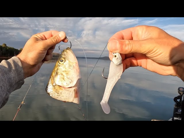 Live Shrimp vs. Soft Plastic Lures (On The Water Showdown)