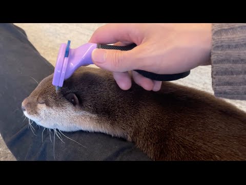 ????????????????????????????????? Otter brushed because he's on his owner's leg