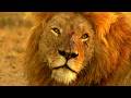 Savannah Wildlife The Enemy Within Savannah Wildlife The Enemy Within