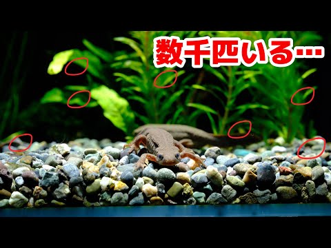 エグい イモリを飼育する水槽に謎の生物が大量発生してた