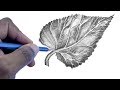 How To Draw A Leaf | Step by Step For Beginners
