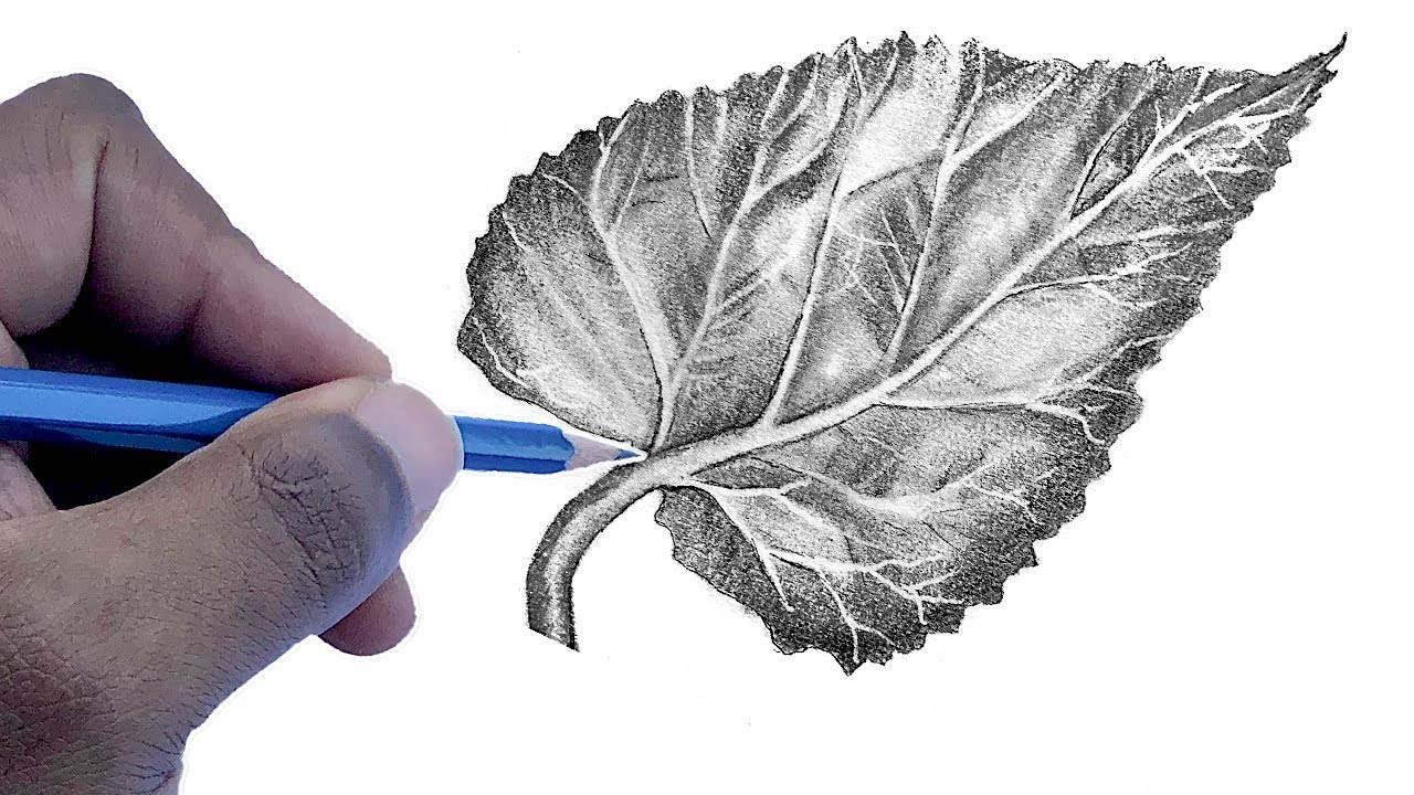 560659 Rose Leaf Drawing Images Stock Photos  Vectors  Shutterstock