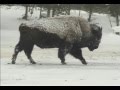 "Silence & Solitude:  Yellowstone's Winter Wilderness" (2005)